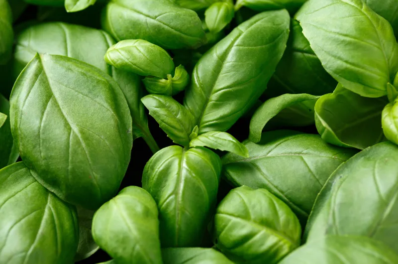 Basil Leaves