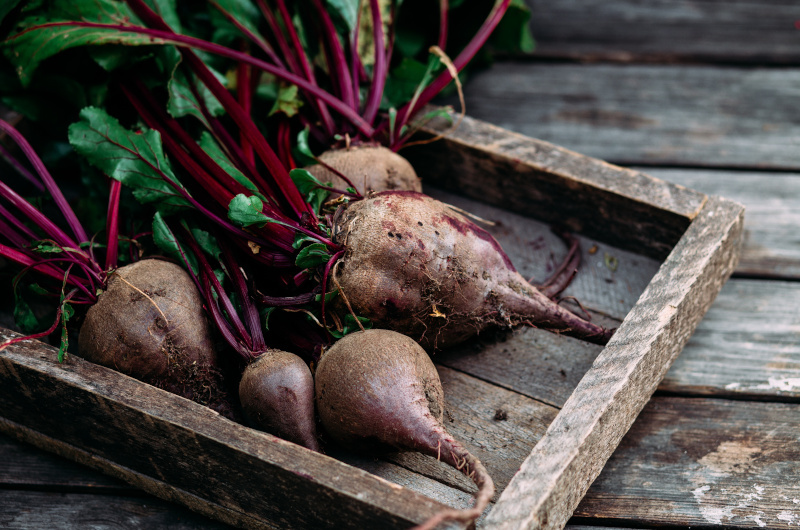 Beetroot plants