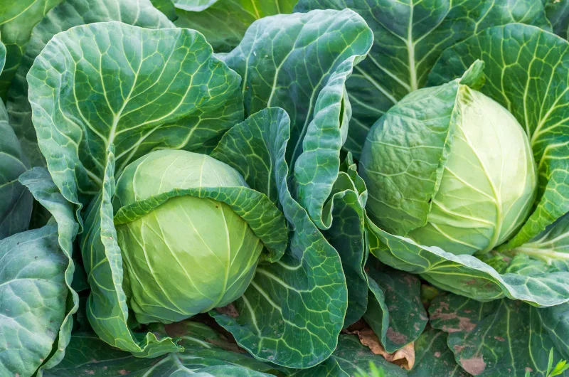 Cabbage Plants