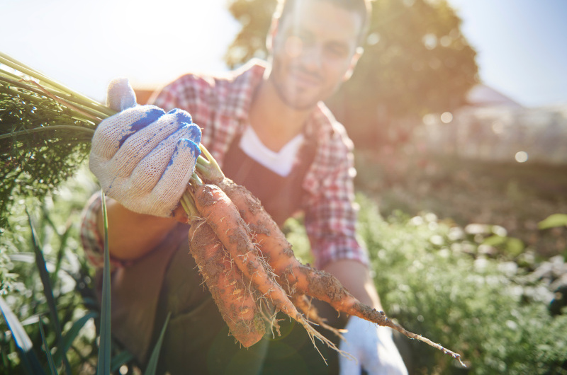 Grow carrots