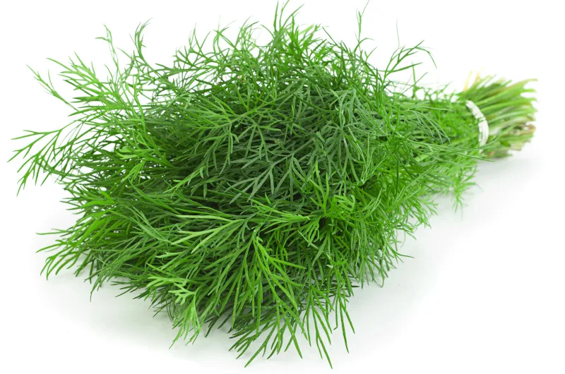 Herb Dill