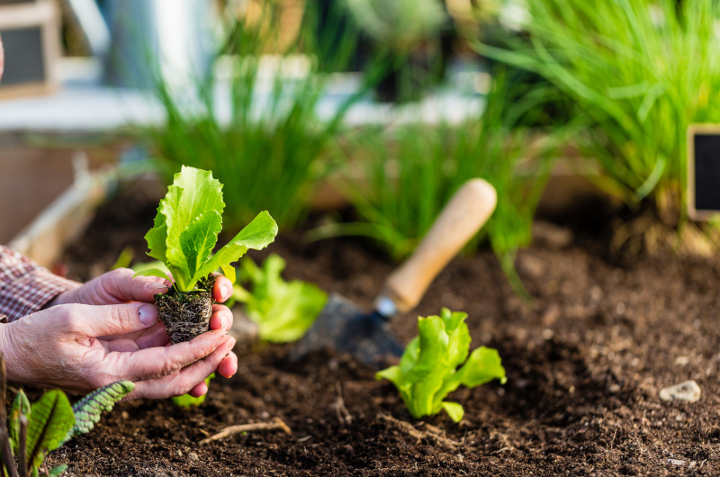 Lettuce Seedling