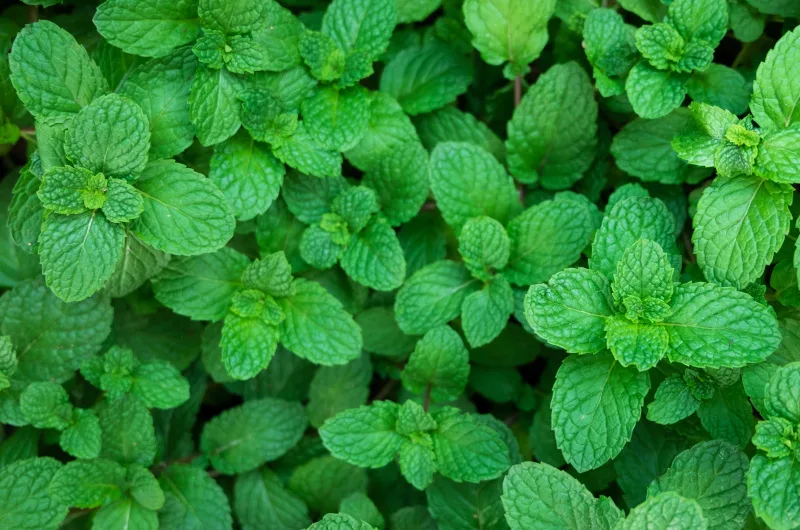 How to grow mint