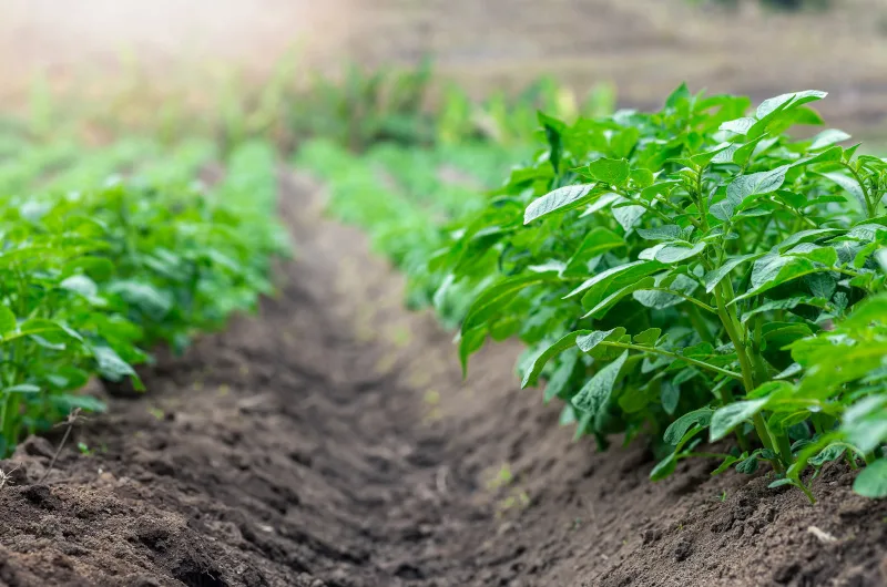 Grow your own potatoes