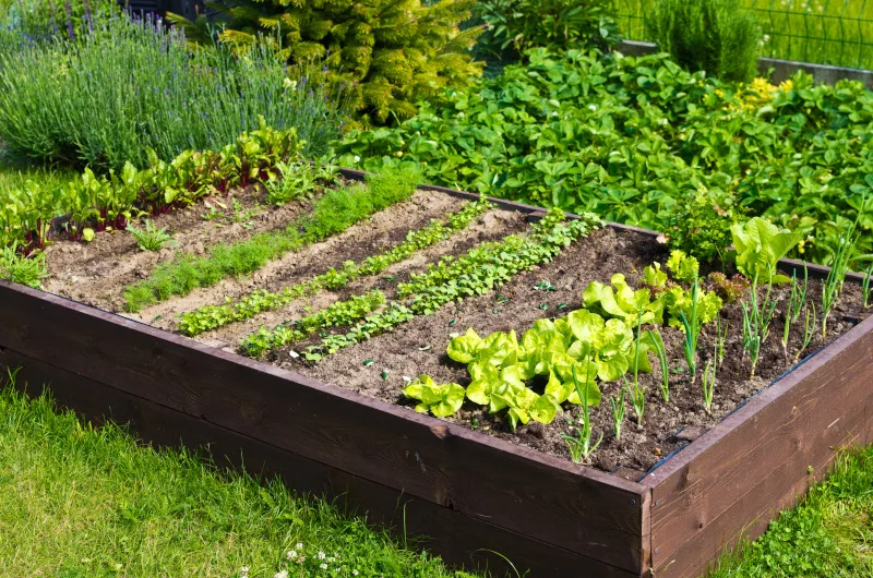 Why grow your own vegetables?
