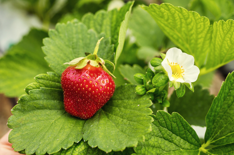 Grow strawberries