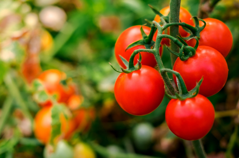 Grow Tomatoes