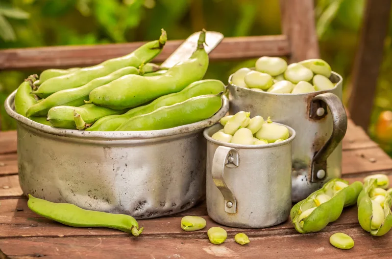 Broad beans