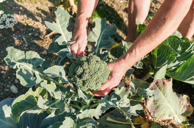 Harvesting broccoli