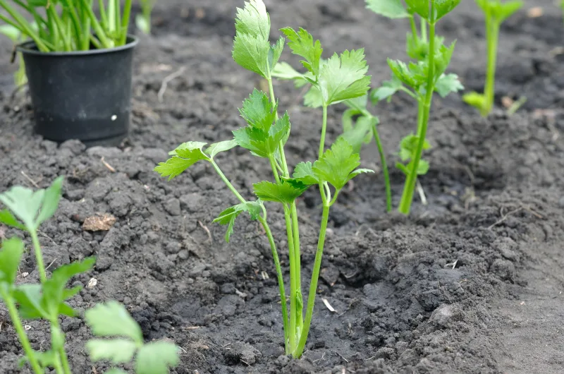 Celery seedlings