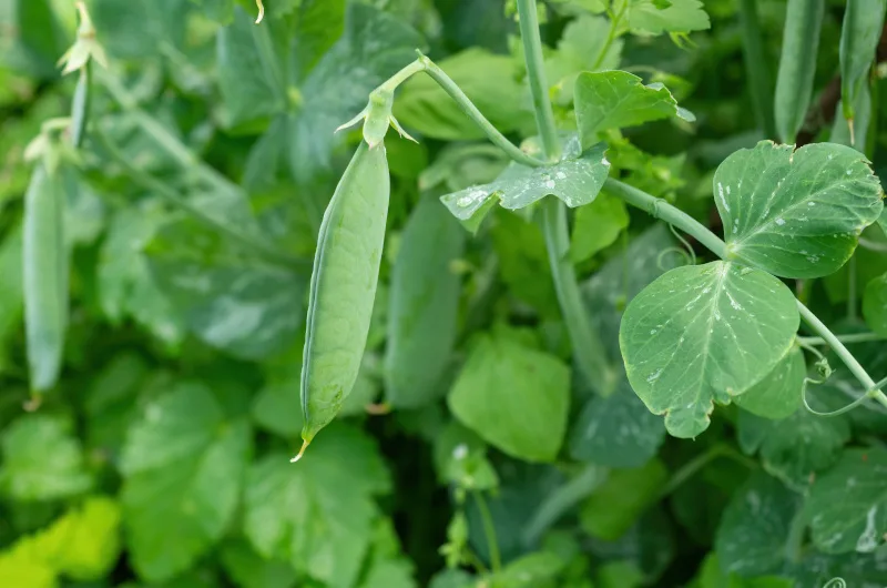 Pea Plant