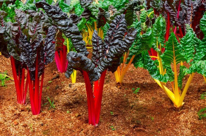 Swiss chard